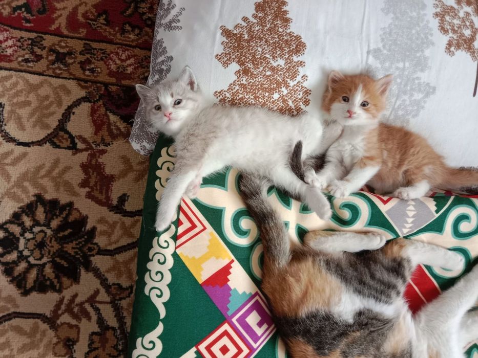 Отдам в добрые руки