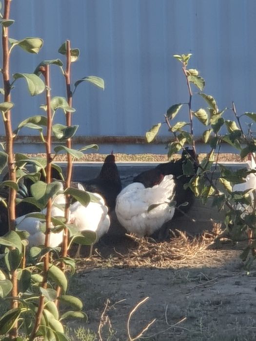 Продам кур и петухов