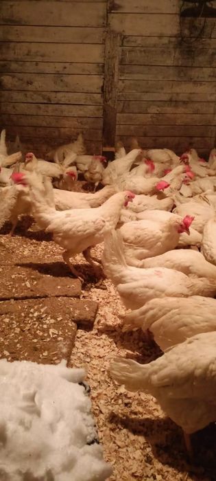 Куры поросята быстрая доставка до дома