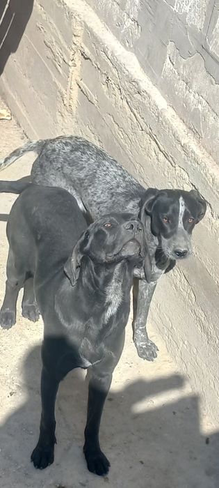 Немецкий курцхар