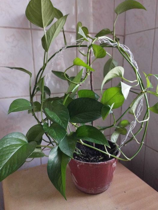 сциндапсус великолепный