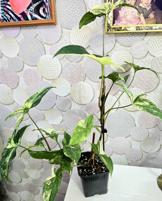 комнатные цветы  драцена..филодендрон. Монстера