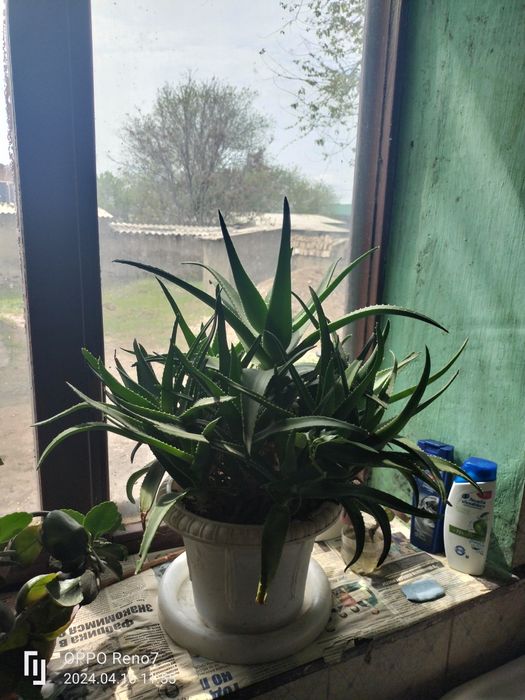 Цветы разны алое