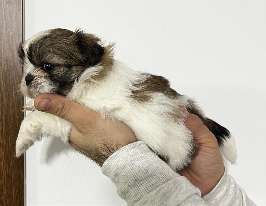 Shih-tzu de vanzare