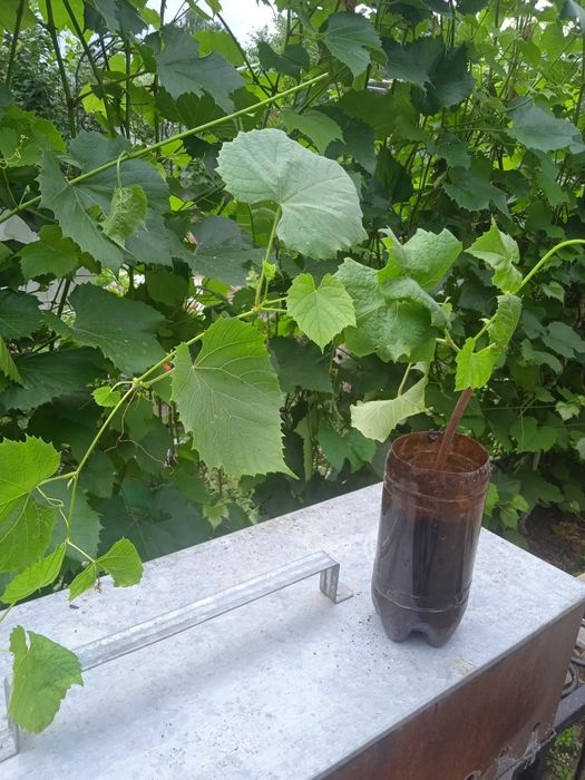 Продам саженцы винограда сорта Изабелла
