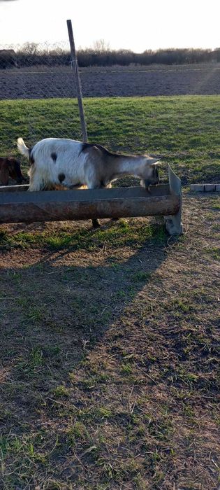 Capre Anglonubiene și Alpine cu iezi !