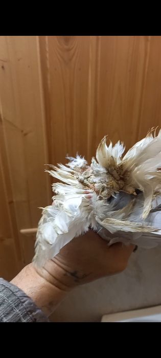 Продам самец. ..