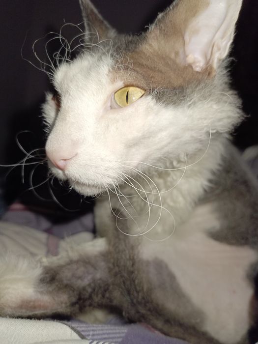 Кот сфинкс Корниш-рекс