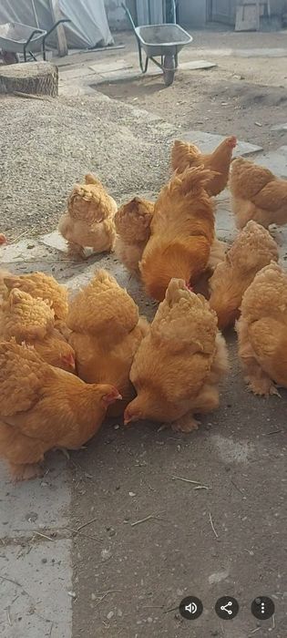 Ouă disponibile Găini de rasa
