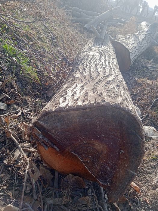 Yong‘oq daraxti sirochni sotiladi