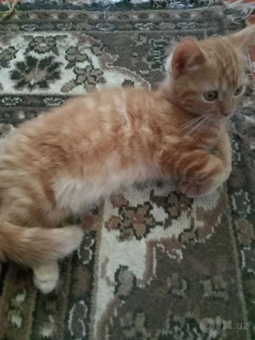 Котята Скоттиш Страйт