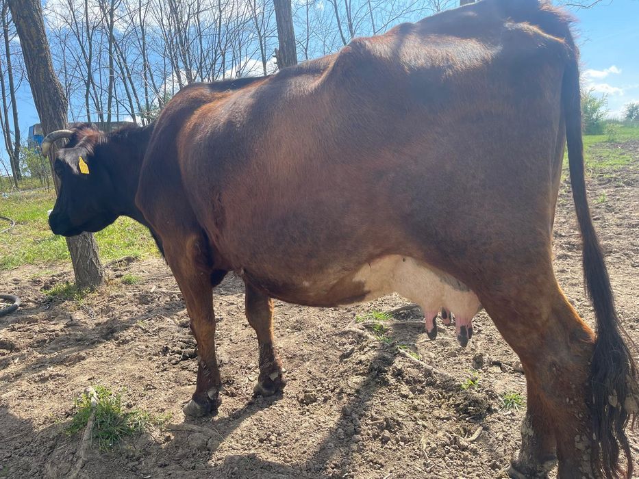 Vaca disponibila