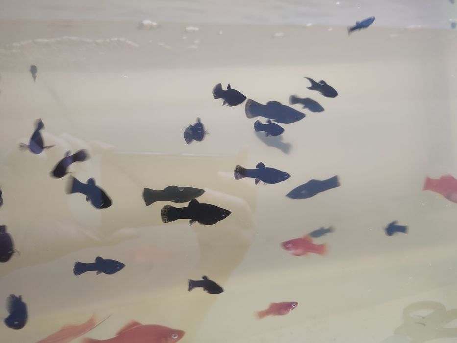 Срочно не дорого продам аквариумных рыб