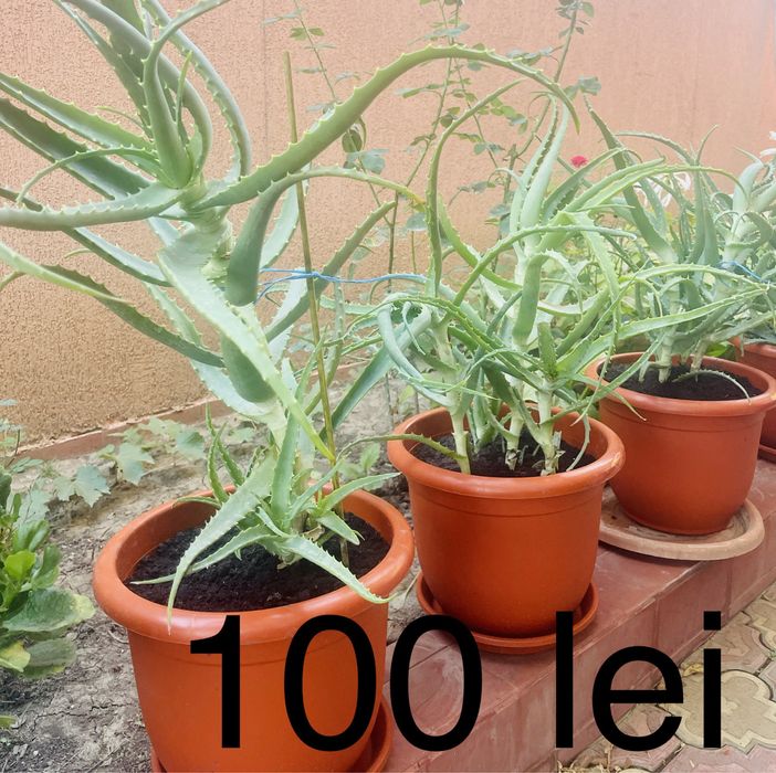 Aloe Vera la ghiveci