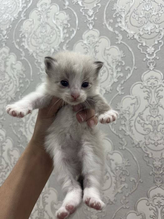 Котята породистые