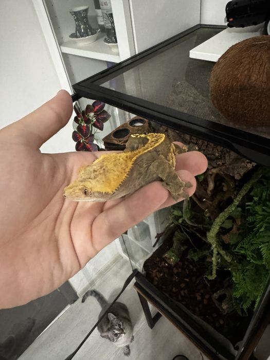 Terariu complet 45x45x93 + Crested Gecko