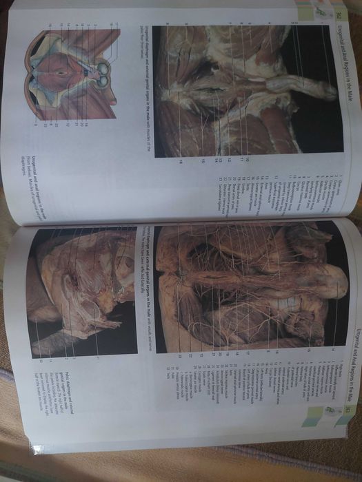 Atlas de Anatomie Umana