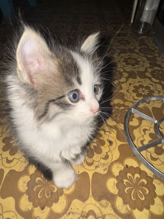 Продам котят пушыстые кушают