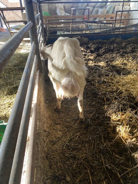 Продам коз молочный