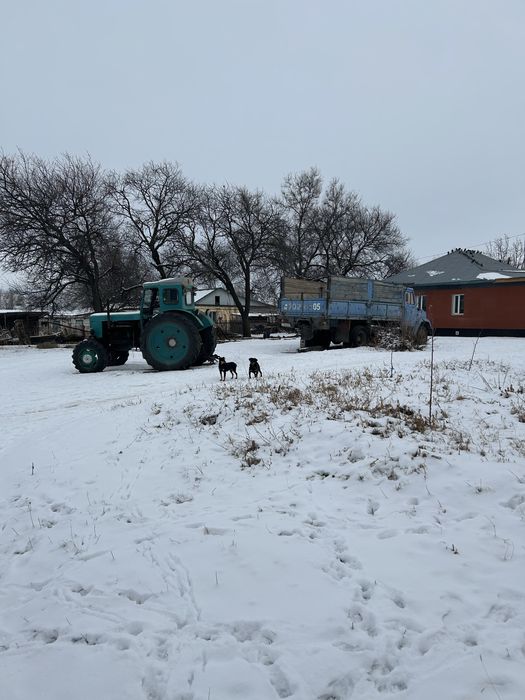 Ягтерьер сатылады еркек ұрғашысы мен