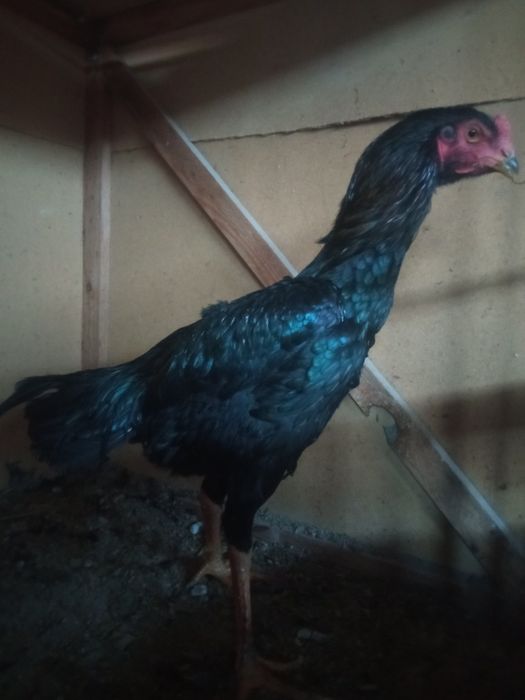 Мокйон 1та бачешкати