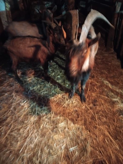 Vând  trei  tapi alpin cu vârste diferite