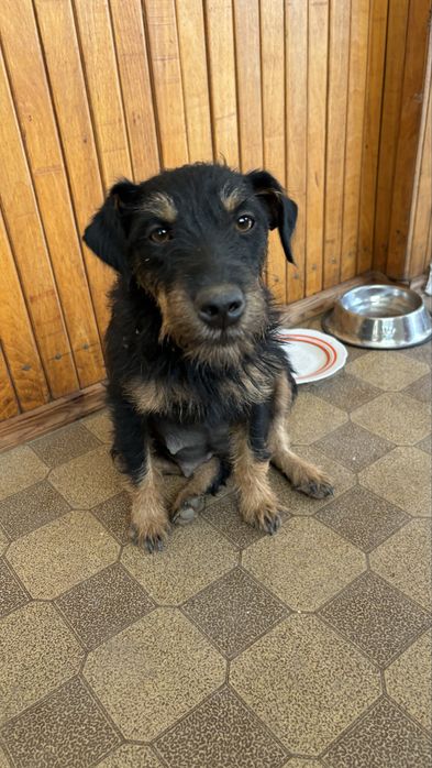 Потерялась собака в районе Иссыка!