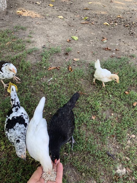 Cocosei pitici( americani)