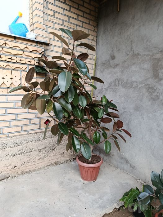 Katta va sershox Fikus (Ficus elastica) sotiladi