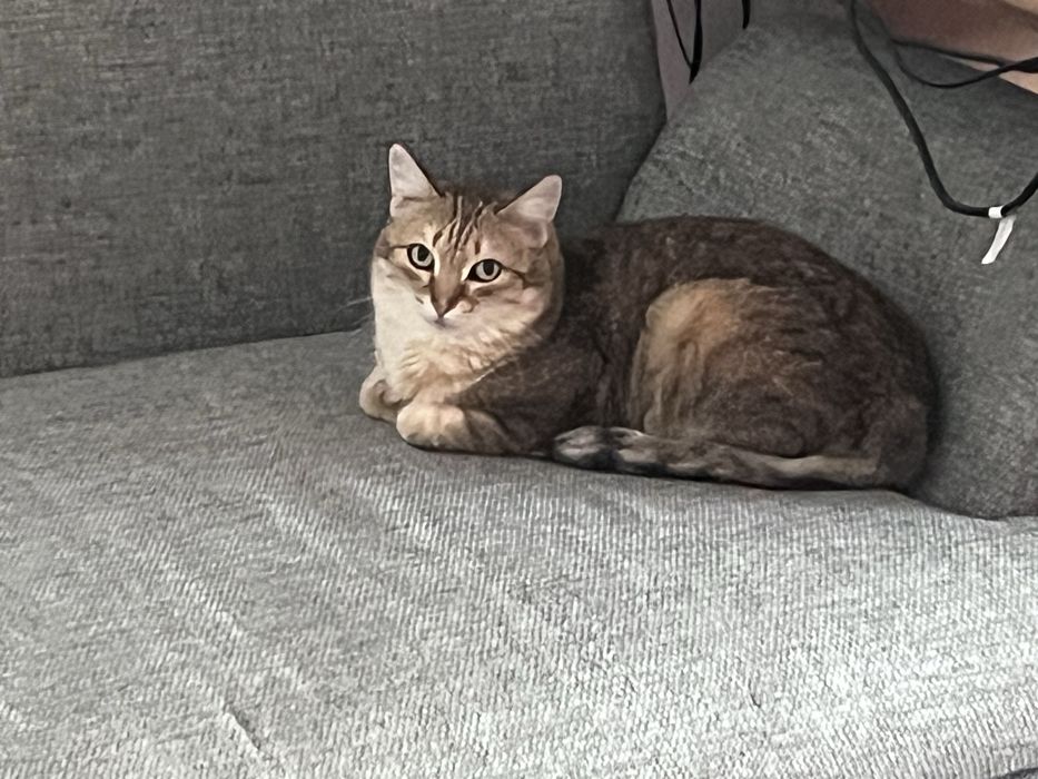 Отдам кота в добрые руки