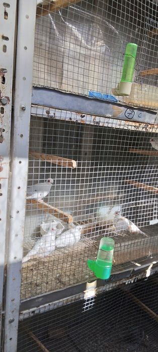 Диамантени гугутки