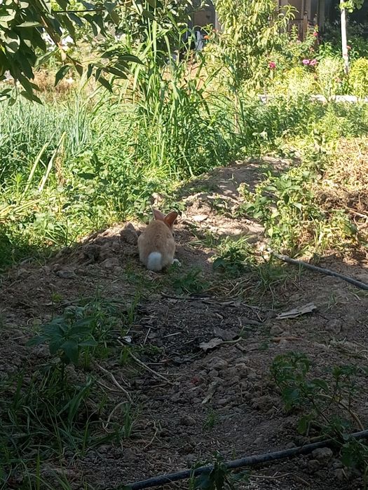 Velikan quyon 1 yosh