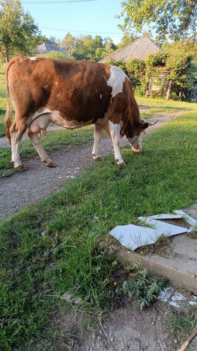 Vacă de vînzare, Bălțata Românească