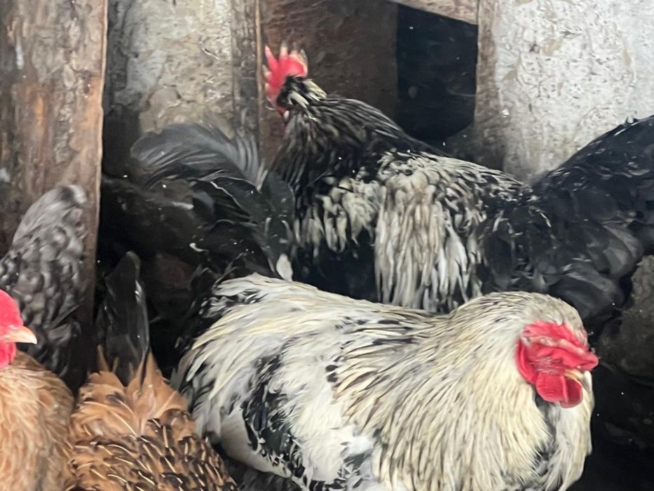 Продам Молодые петухи