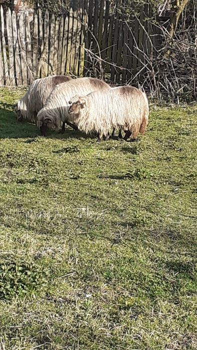 Vând 3 oi se pot vedea în comuna Polovragi  Preț bucata 1200 negociabil