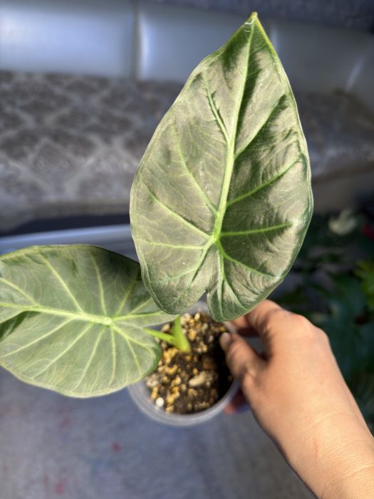 Алоказия регал шилдс