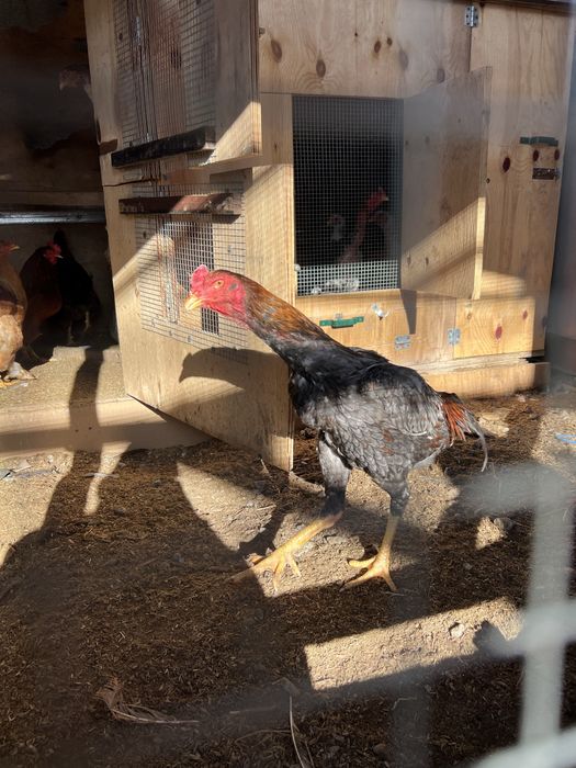 Продам бойцового петуха Дакан