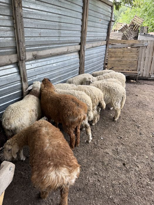 Продам баран егнята