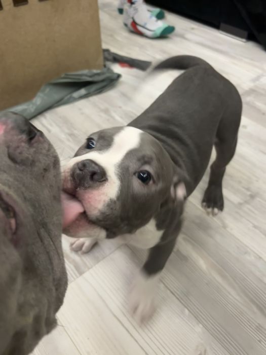 Американско Покет Були