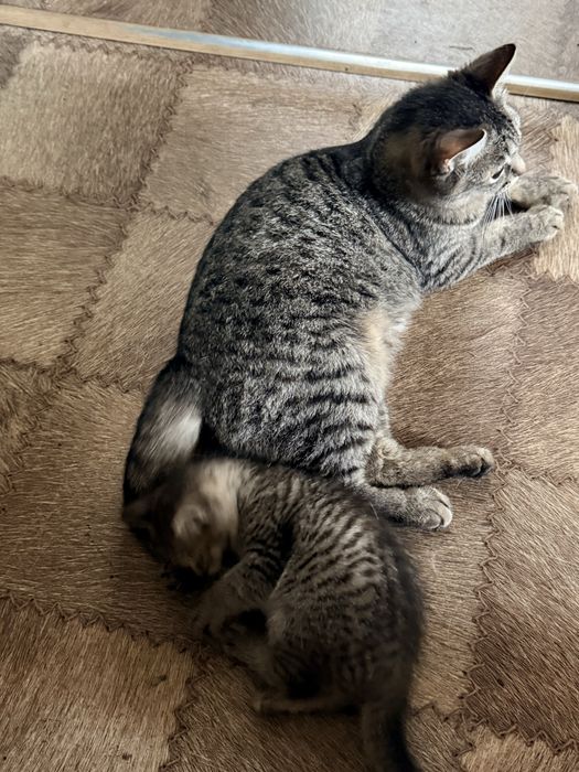 Котенок от крысоловки