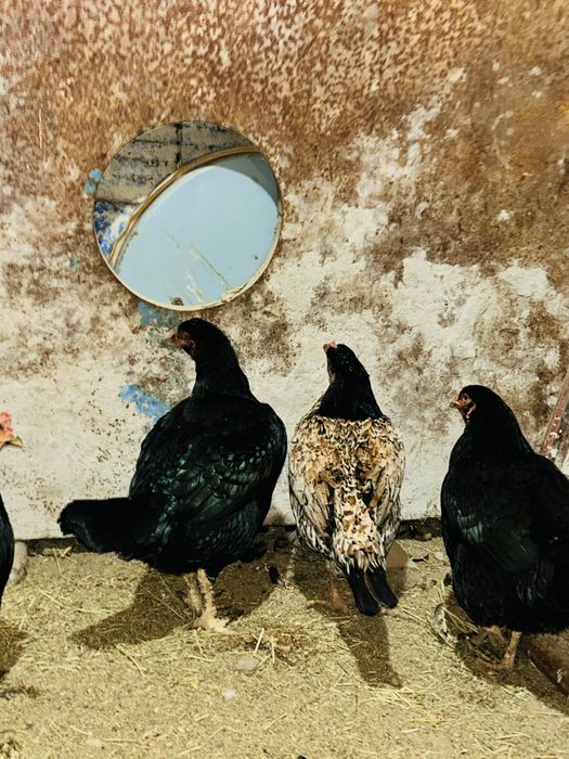 Дакан тауыктар бар сатылады 4шт бар