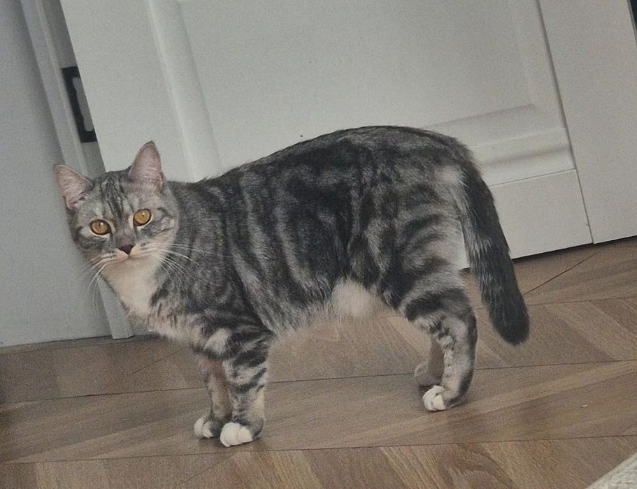 Пропала домашняя кошечка