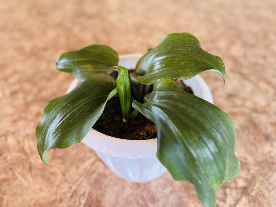 цветы комнатные