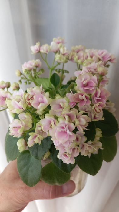 Фиалки сортовые.