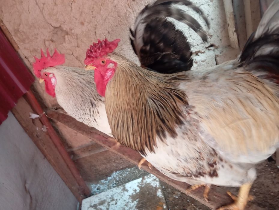 Uy xoʻrozlari zotli