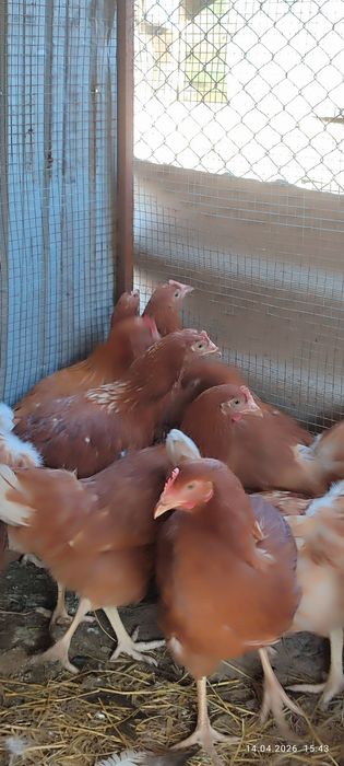 Продаются Куры Ломан браун