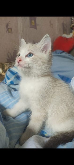 Отдам котяток в хорошие руки