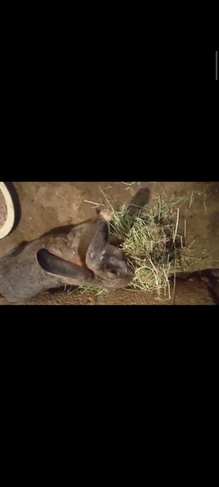 Қойан  қойан  қойан