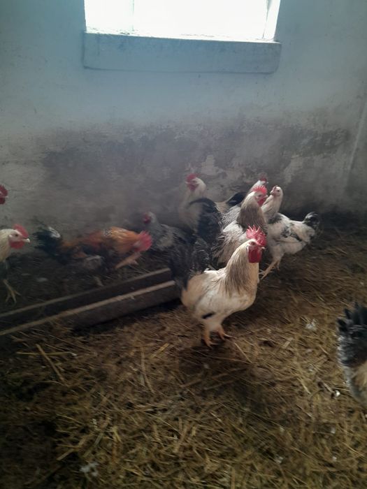 Продам курей,петушков