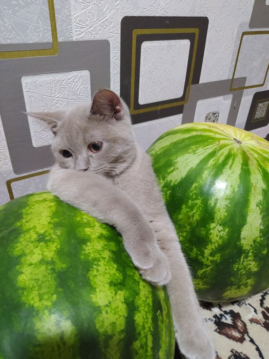 Scottish Strayt 4 oylik. seriy rangli sotiladi